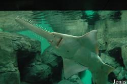 Shanghai Ocean Aquarium