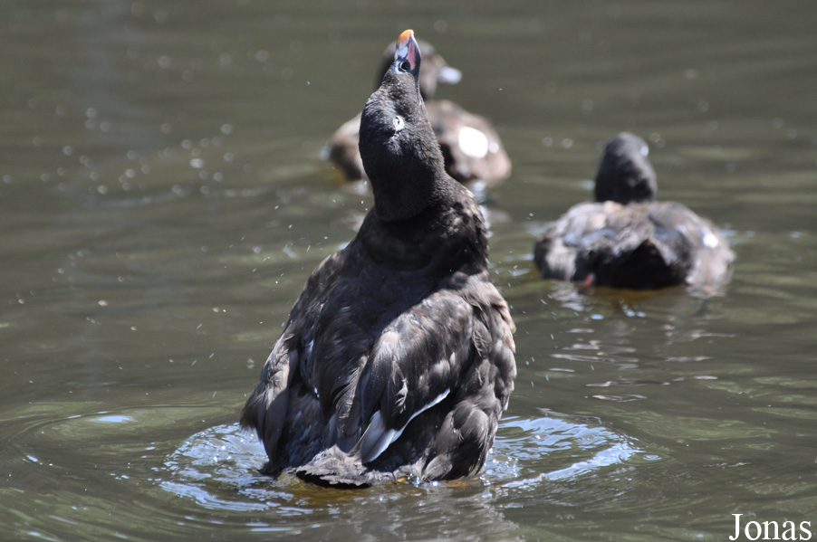 Weltvogelpark Walsrode