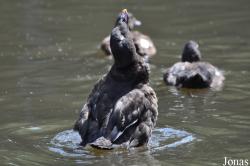 Weltvogelpark Walsrode