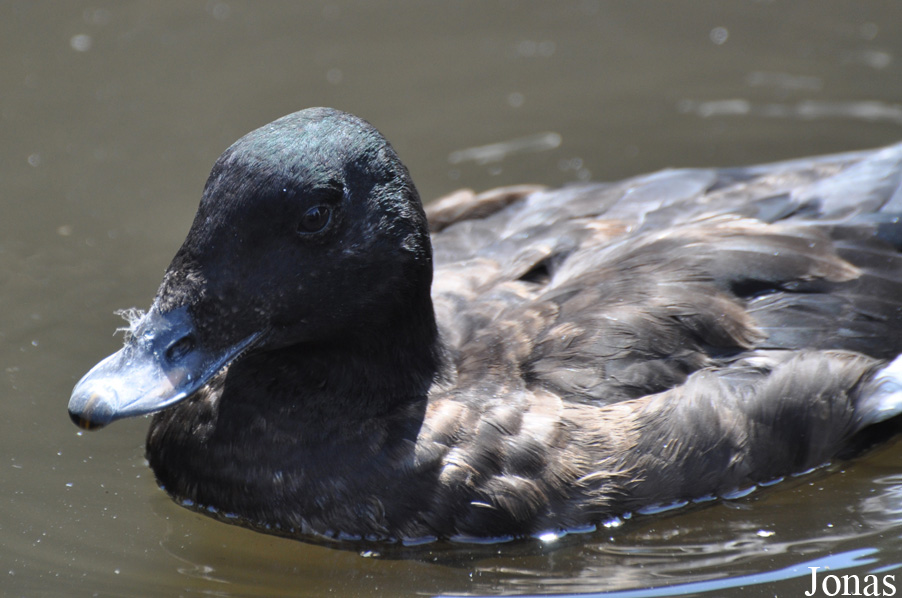 Weltvogelpark Walsrode