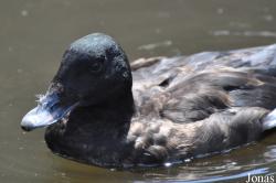Weltvogelpark Walsrode