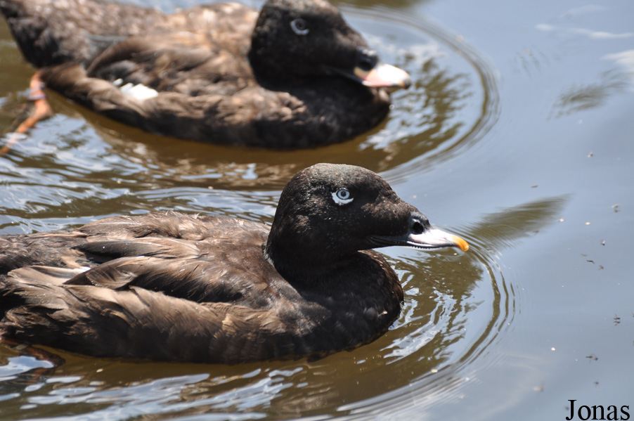 Weltvogelpark Walsrode