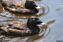 Weltvogelpark Walsrode