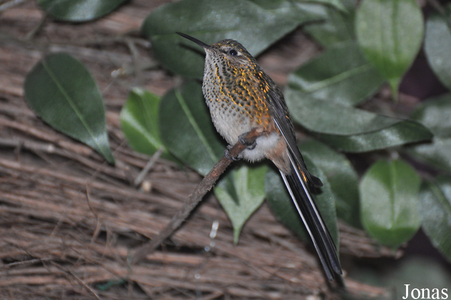 Weltvogelpark Walsrode