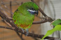 Oreopsittacus arfaki