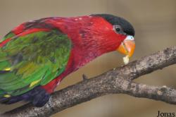 Lorius hypoinochrous