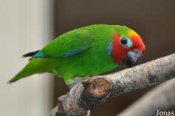 Cyclopsitta diophthalma