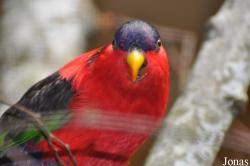 Weltvogelpark Walsrode