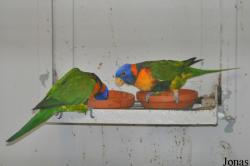 Weltvogelpark Walsrode