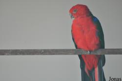Alisterus amboinensis