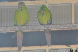 Weltvogelpark Walsrode