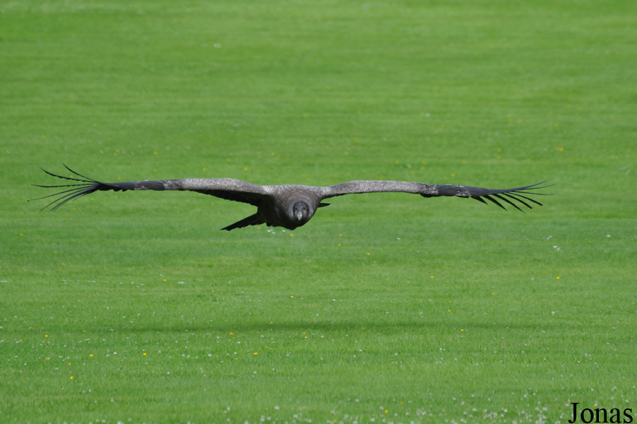 Weltvogelpark Walsrode