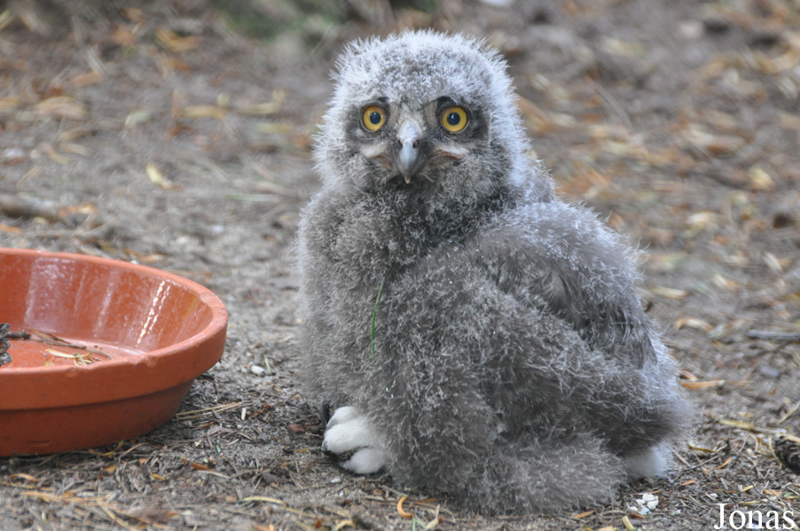 Weltvogelpark Walsrode