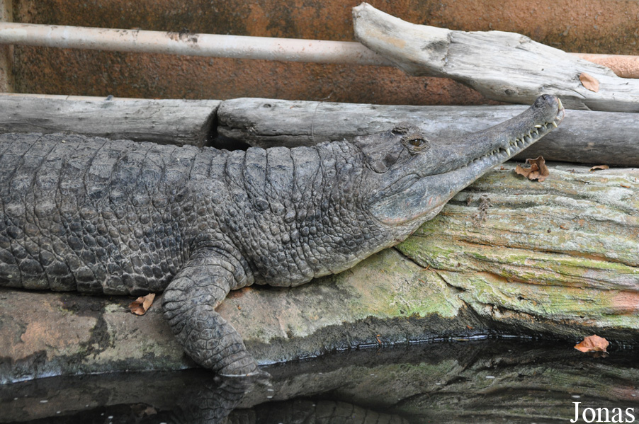 La Ferme aux Crocodiles