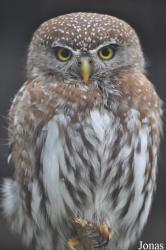 Vogelpark Niendorf