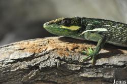 Tierpark Hagenbeck