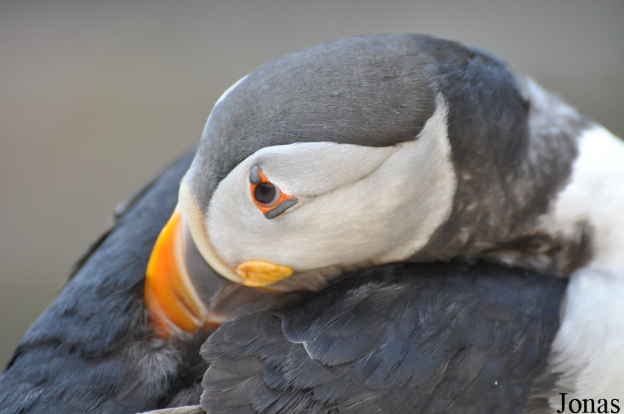 Tierpark Hagenbeck