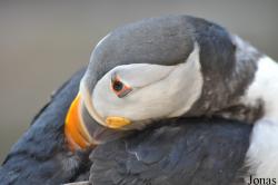 Tierpark Hagenbeck