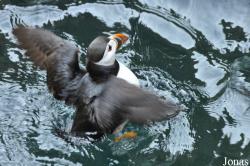 Tierpark Hagenbeck