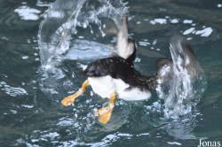 Tierpark Hagenbeck