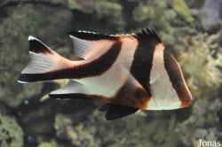 Lutjanus sebae