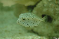 Ostracion cubicus
