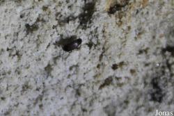 Choleva septentrionis holsatica