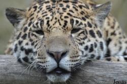 Zoo d'Amnéville