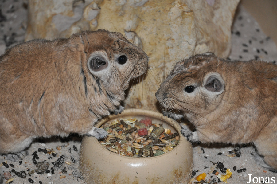Björn Jordan Breeding Centre (P)