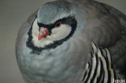 Alectoris graeca saxatilis