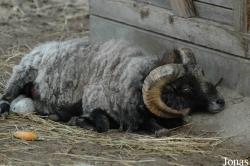Jura-Zoo