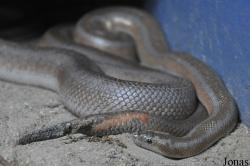 Reptilienzoo Regensburg