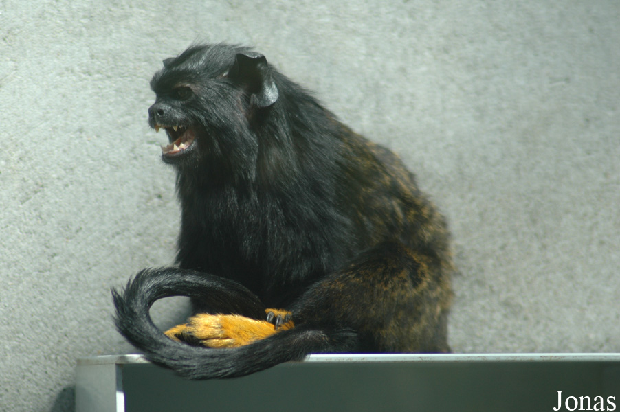 Parc Zoologique et Botanique de Mulhouse