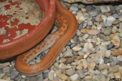 Lamprophis aurora