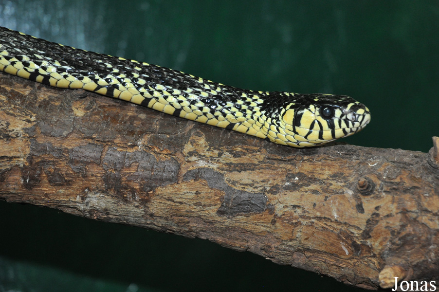 Reptilienzoo Regensburg