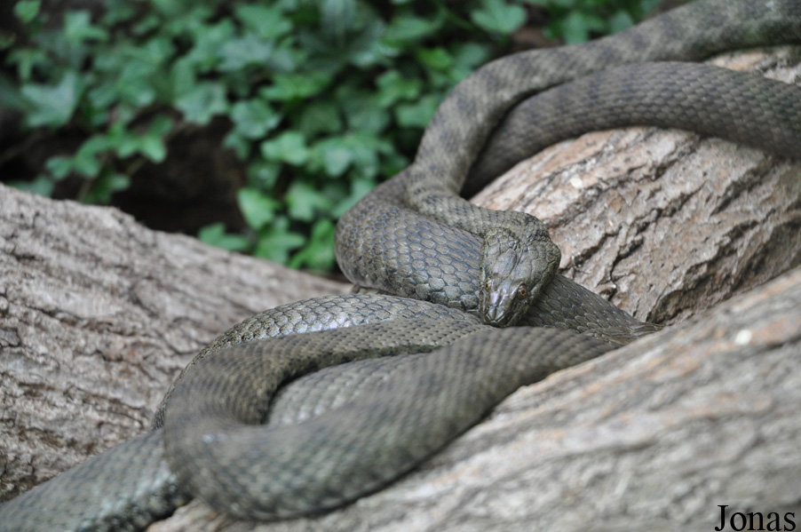 Tiergarten Straubing
