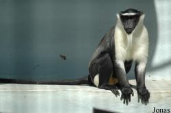 Parc Zoologique et Botanique de Mulhouse