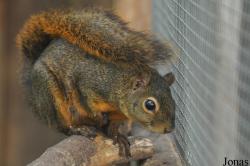 Sciurus granatensis