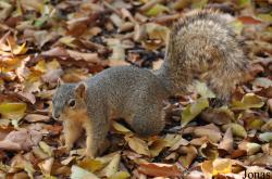 Sciurus niger