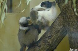 Parc Zoologique et Botanique de Mulhouse