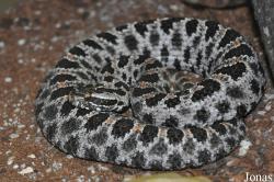 Reptilien-Zoo Kirchberg im Wald