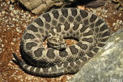 Sistrurus catenatus
