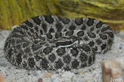Reptilien-Zoo Kirchberg im Wald