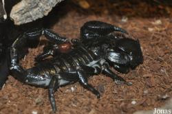 Reptilien-Zoo Kirchberg im Wald