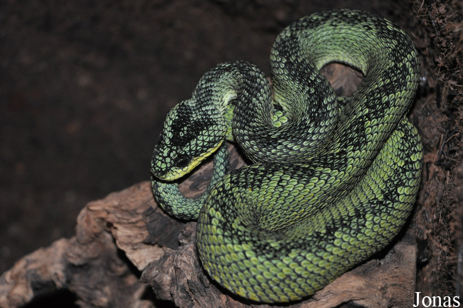 Reptilien-Zoo Kirchberg im Wald