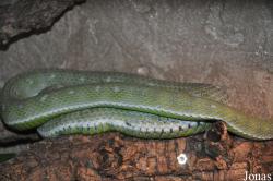 Reptilien-Zoo Kirchberg im Wald