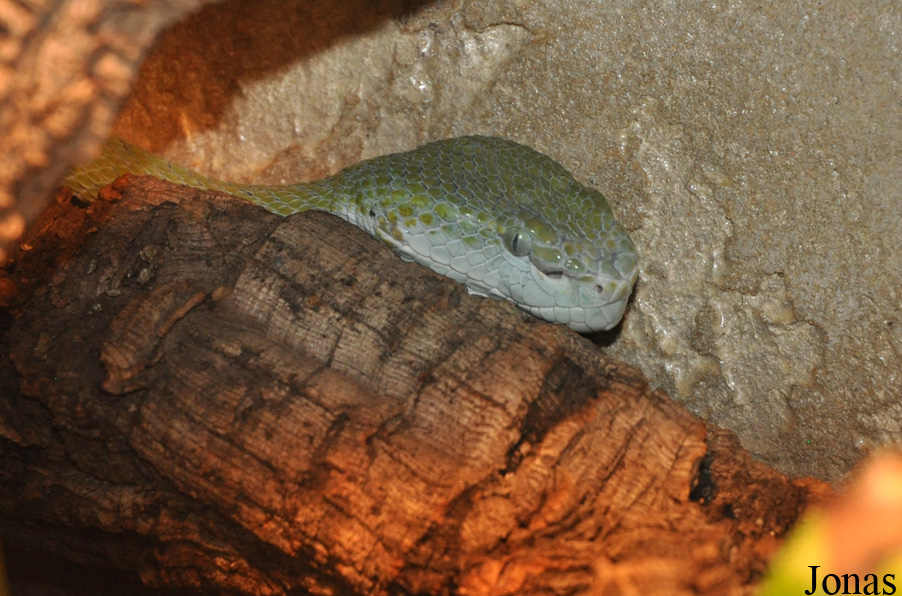 Reptilien-Zoo Kirchberg im Wald