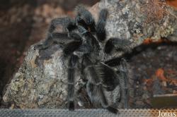Grammostola grossa