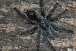 Avicularia sp. Kwitara River