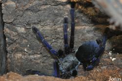 Lampropelma violaceopes